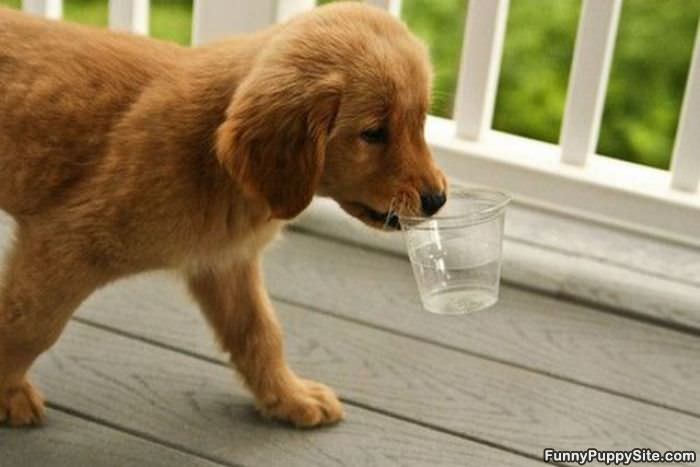 Heres Some Water