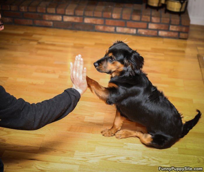 High 5