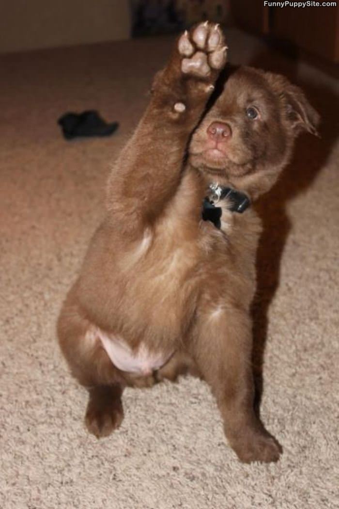 High Five Puppy