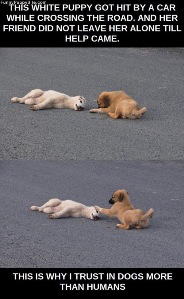 Hit By A Car