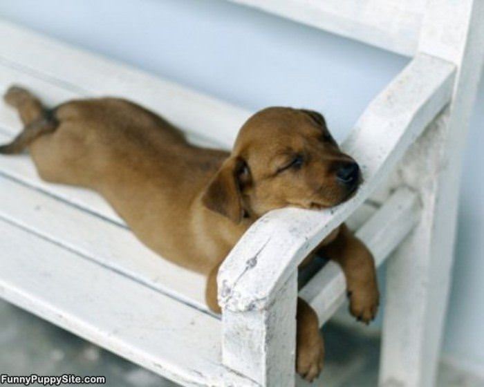How Cute Puppies Sleep