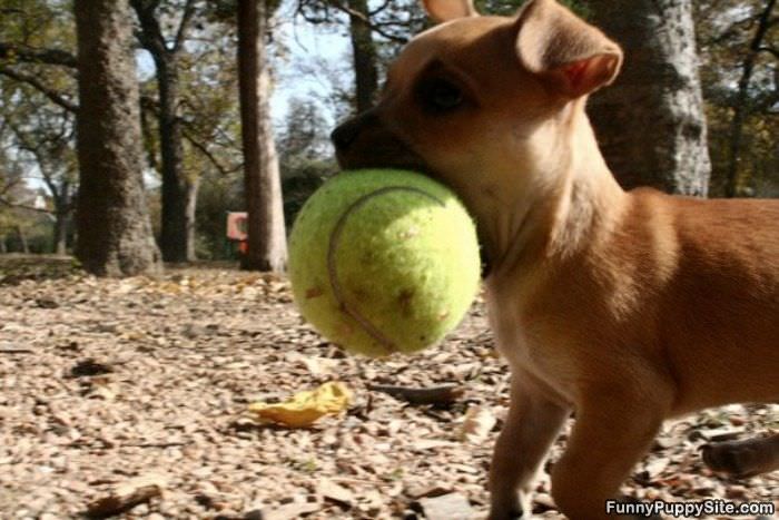 Huge Ball