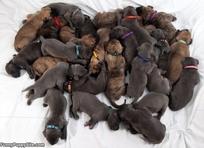 Huge Pile Of Puppies