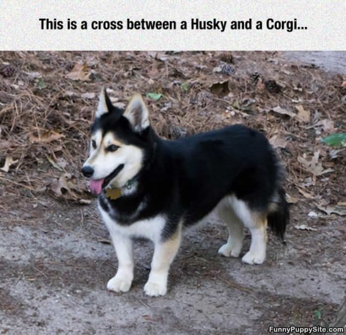 Husky And Corgy Mix