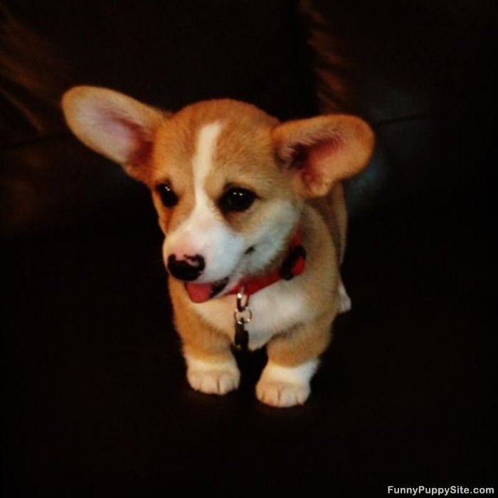 I Am A Cute Pup