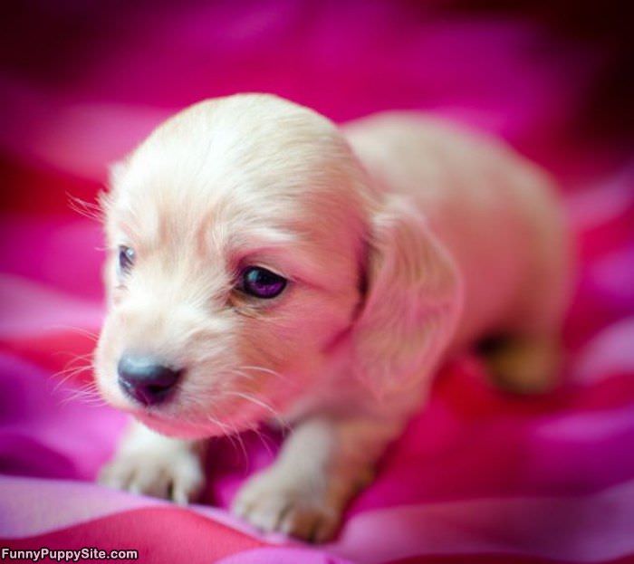 I Am So Cute