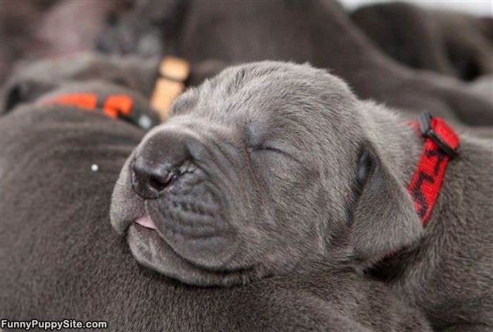 I Am So Passed Out