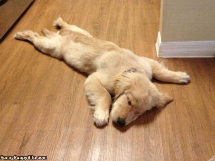I Am So Pooped