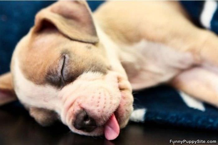 I Am So Sleeping
