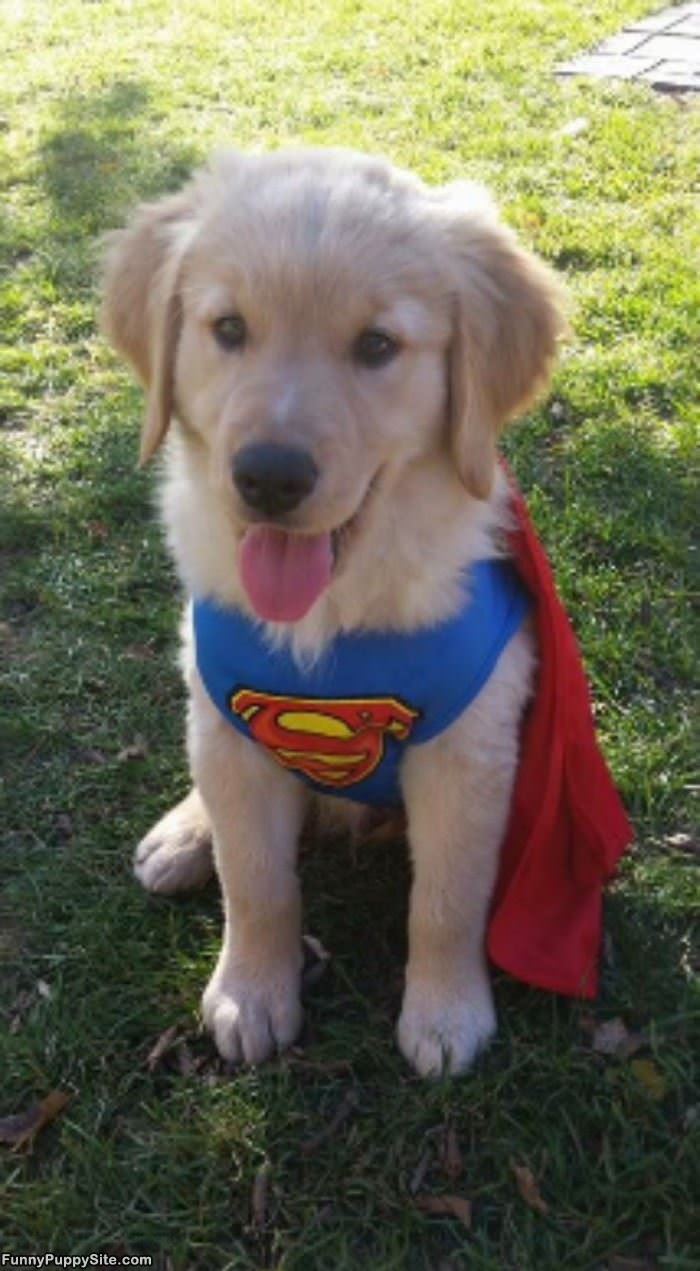 I Am Super Puppy