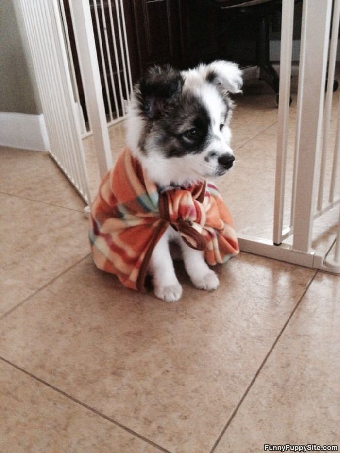 I Am The Super Pup