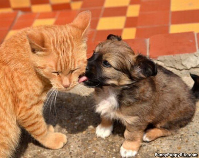 I Can Get That For You