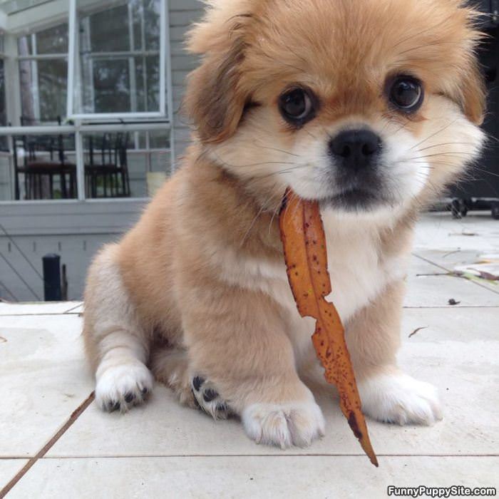 I Caught A Leaf