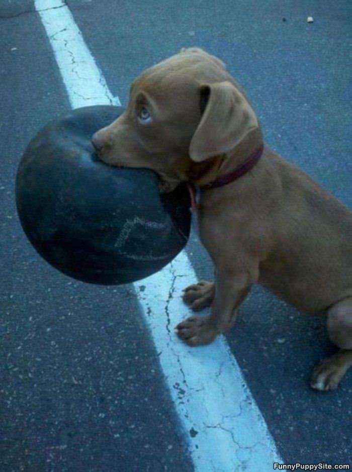 I Fetched This For You