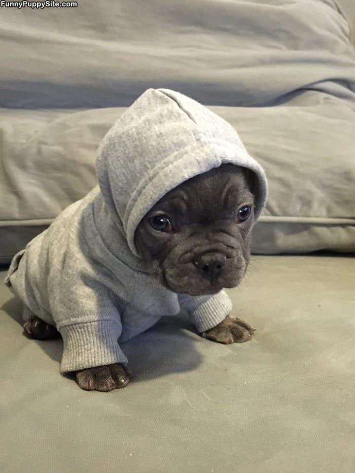 I Got My Hoodie