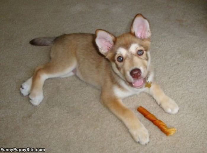 I Has A Bone