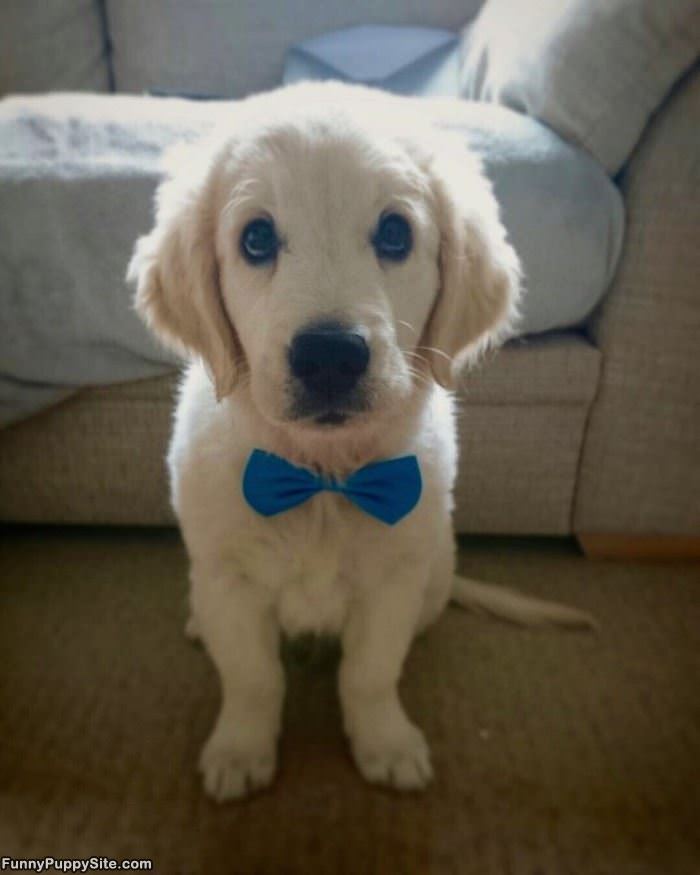 I Has A Bowtie