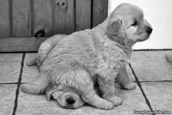 I Has A Seat