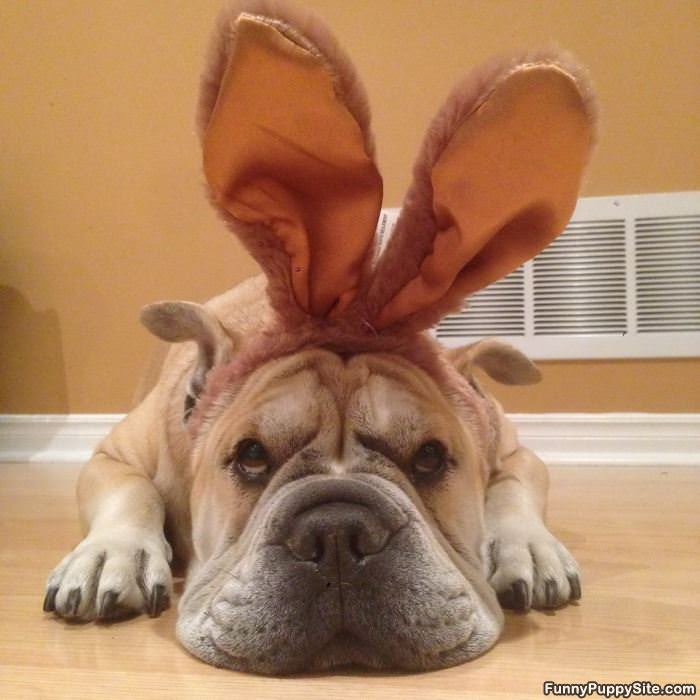 I Has Some Big Ears
