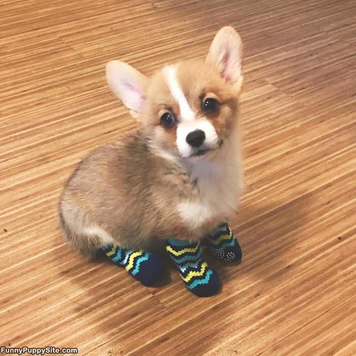 I Has Some Socks