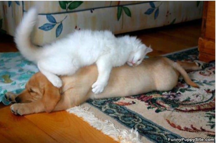 I Have A Blanket