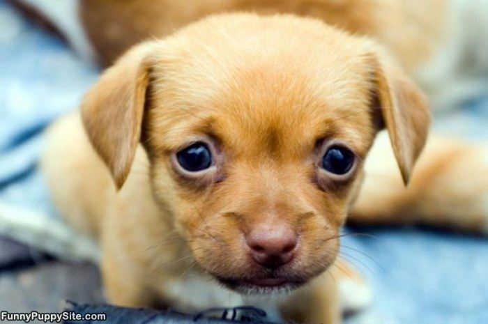 I Have A Cute Puppy Face