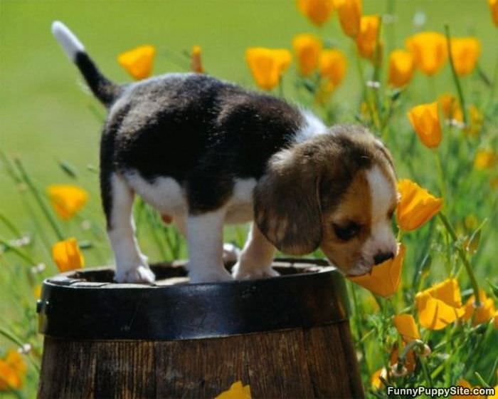 I Have A Flower