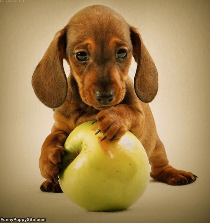 I Have An Apple