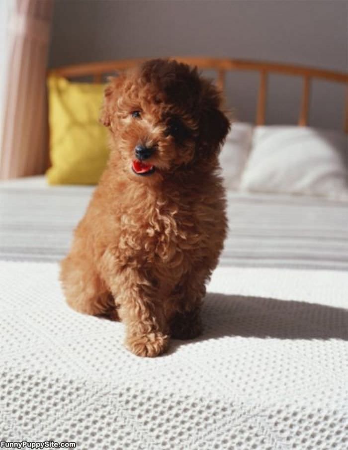 I Have Curly Fur