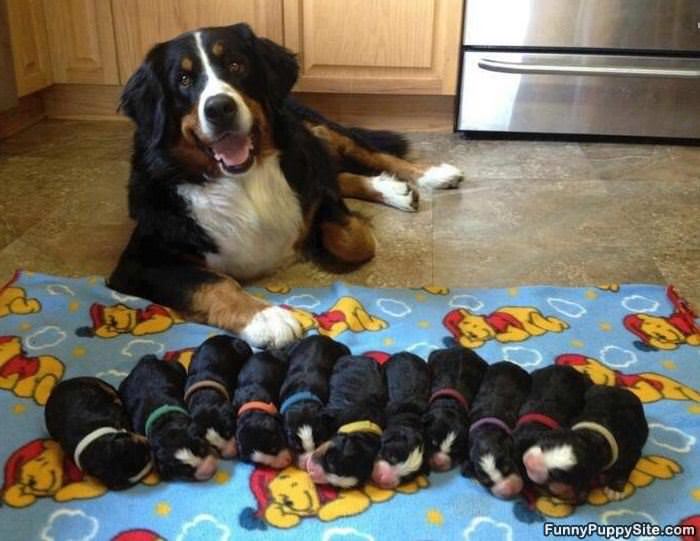 I Made All These