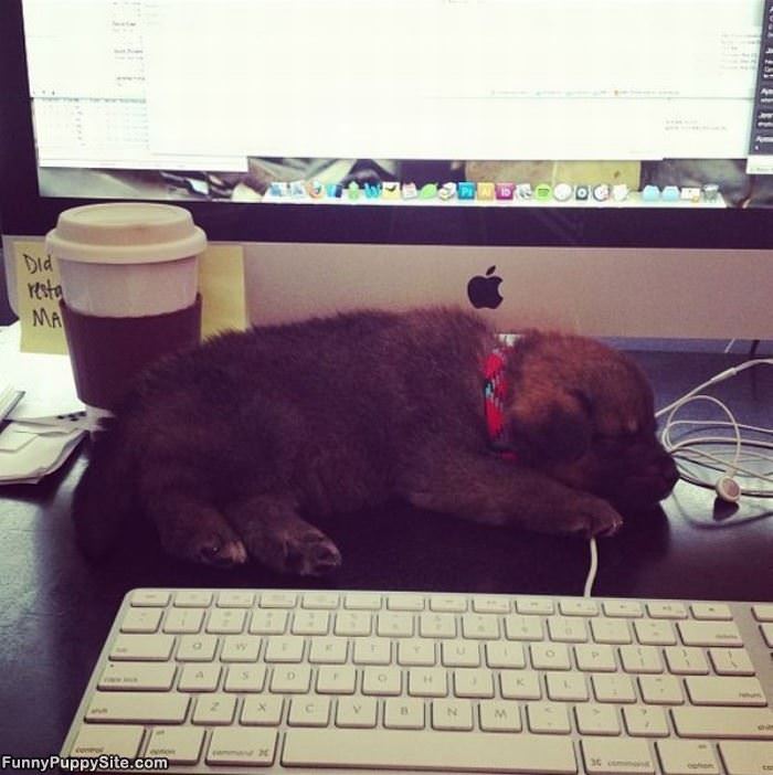 I Sleep Everywhere