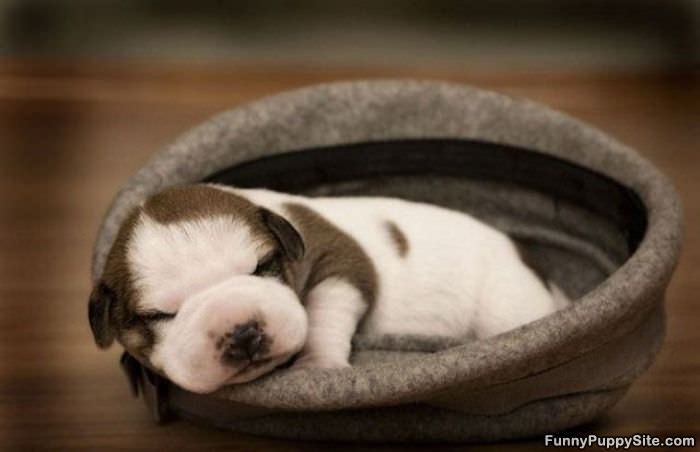 I Sleep Now