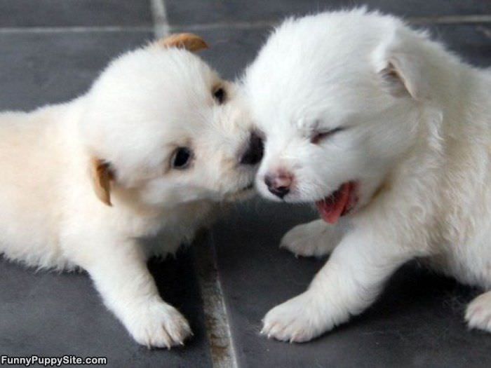 I Will Eat You