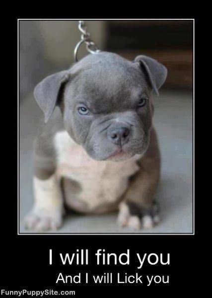 I Will Find You