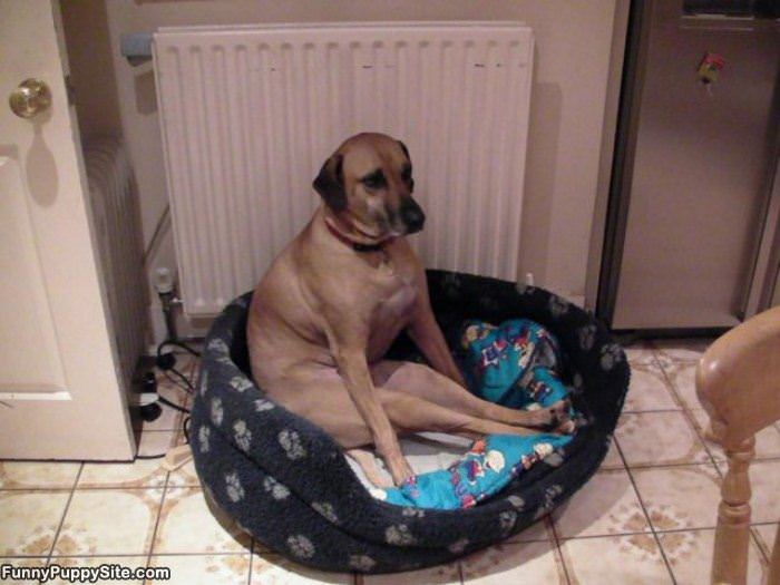 If I Fits I Sits