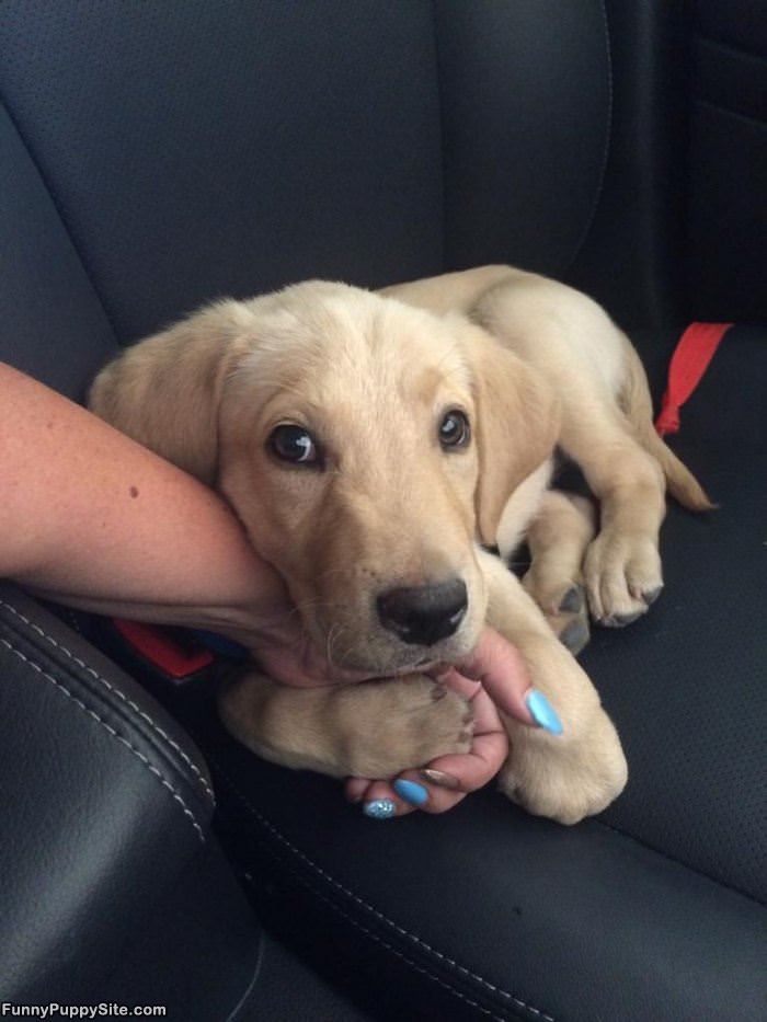 Ill Hold Your Hand