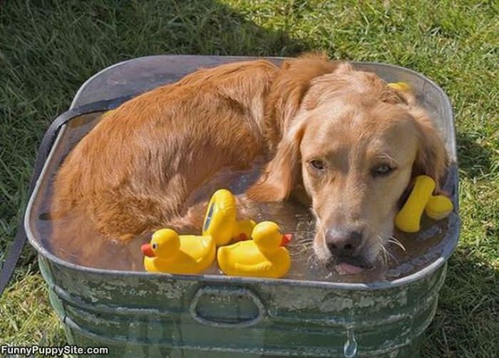 Just In The Dog Bath