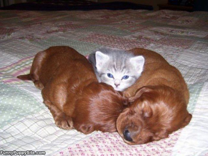 Keeping This Kitten Warm