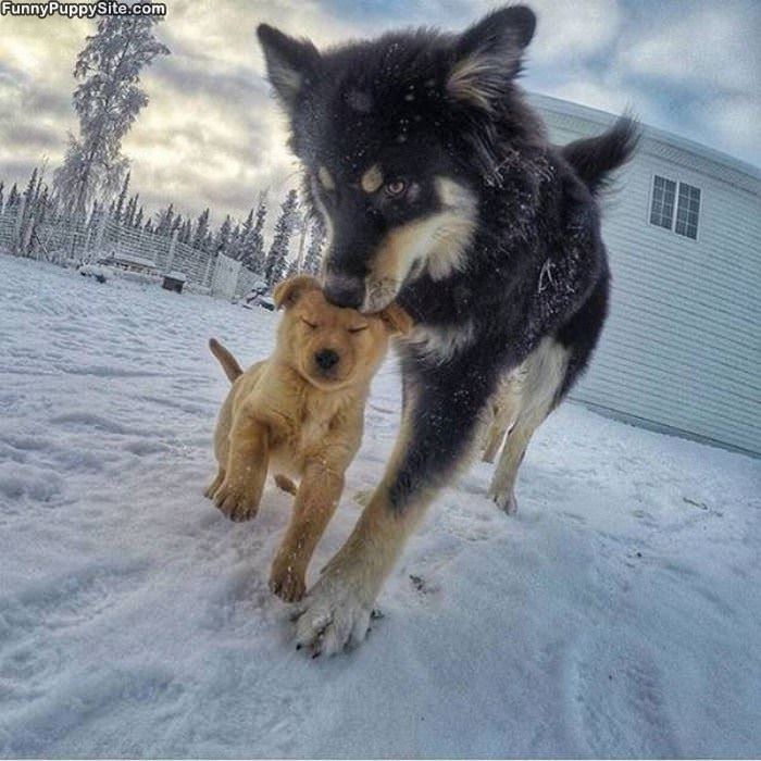 Kissy Kiss