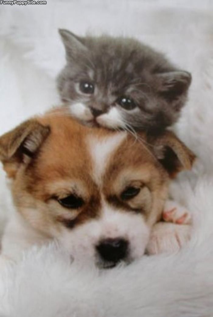 Kitten And Puppy