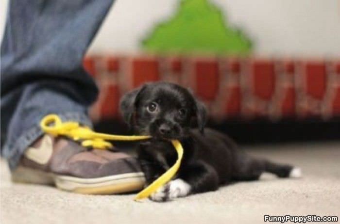 Learning To Tie
