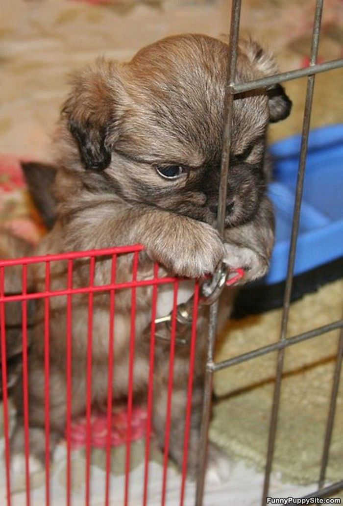 Let Me Out Now