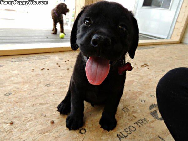Lets Go And Play
