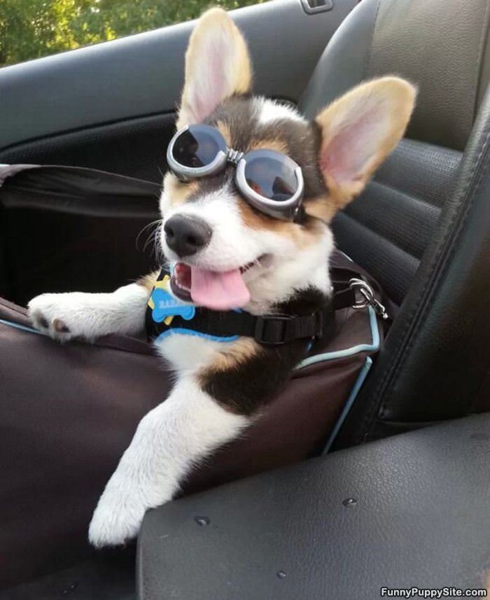 Lets Go Human