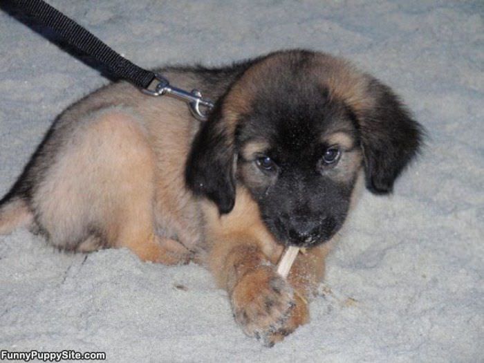 Little Chew Toy