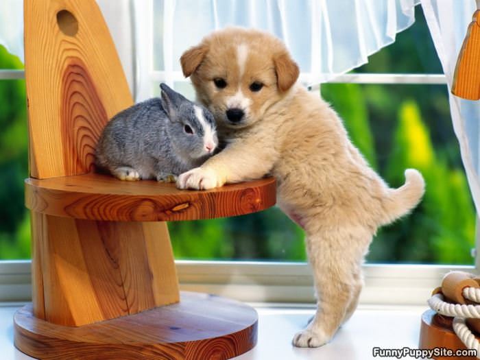 Little Cute Puppy
