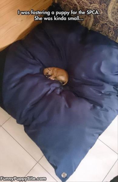 Little Dog Big Bed