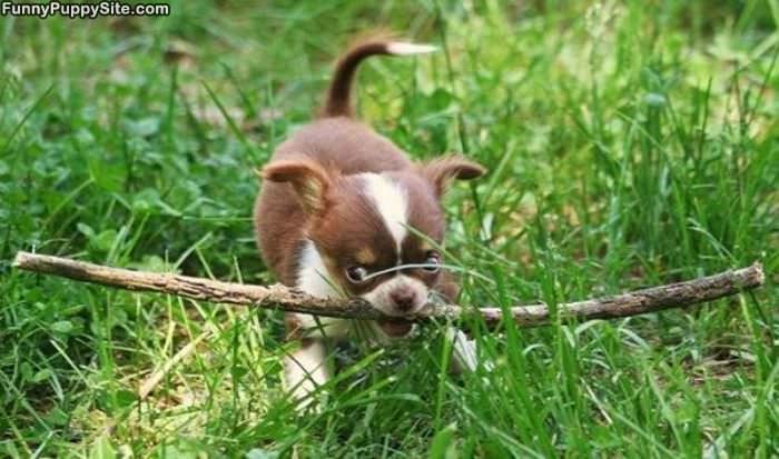 Little Fetch
