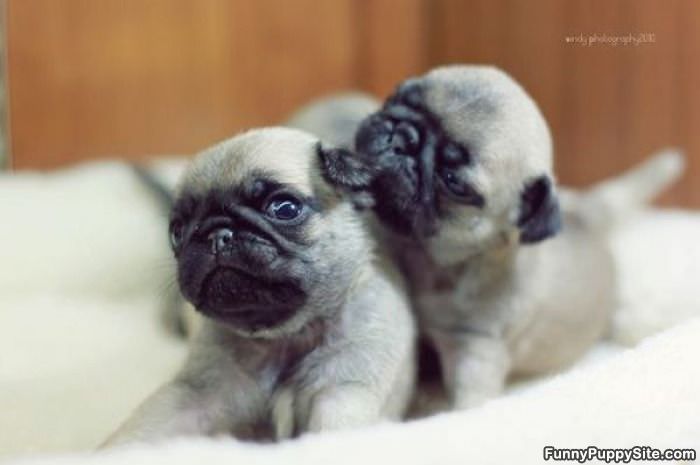 Little Pugs