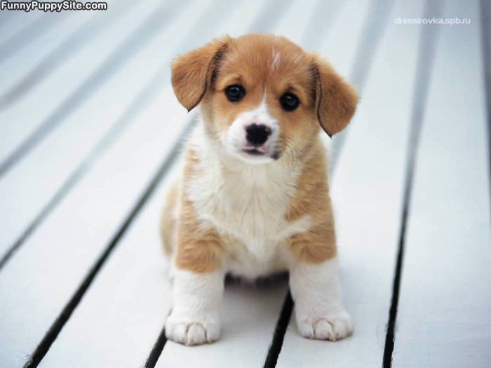 Little Puppy Here